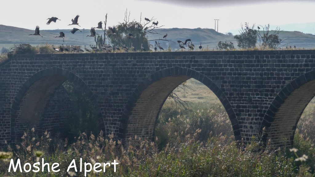 סיורי צפרות צילום ציפורים